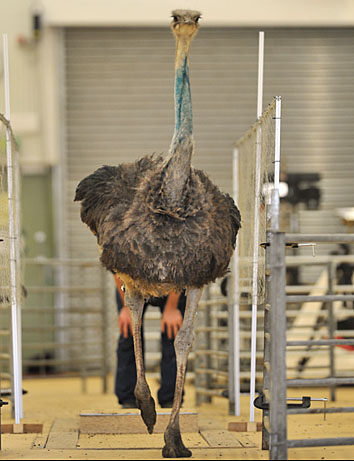 An ostrich jogs after tackling a step for a study about how ground-running birds handle obstacles. ostrich running